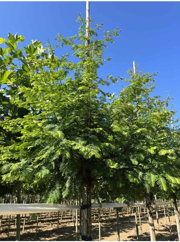 Urweltmammutbaum - Chinesisches Rotholz - Wassertanne Hochstamm | Metasequoia glyptostroboides Urweltmammutbaum - Chinesisches Rotholz - Wassertanne Hochstamm | Metasequoia glyptostroboides