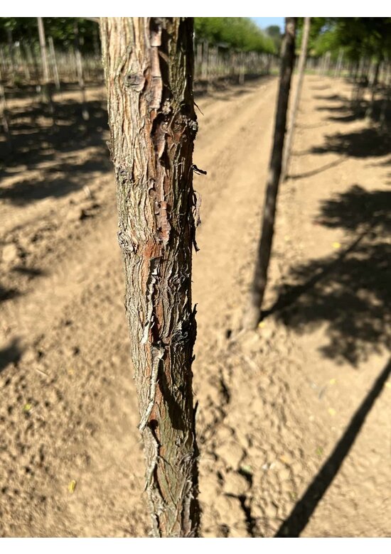 Urweltmammutbaum Hochstamm | Metasequoia glyptostroboides