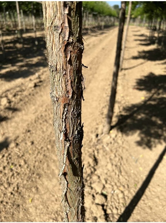 Urweltmammutbaum - Chinesisches Rotholz - Wassertanne Hochstamm | Metasequoia glyptostroboides Urweltmammutbaum - Chinesisches Rotholz - Wassertanne Hochstamm | Metasequoia glyptostroboides