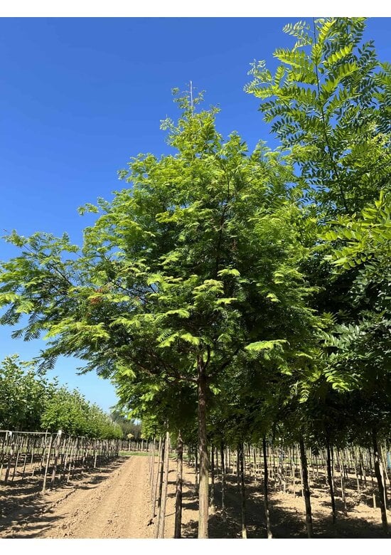 Urweltmammutbaum Hochstamm | Metasequoia glyptostroboides