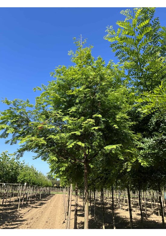 Urweltmammutbaum Hochstamm | Metasequoia glyptostroboides