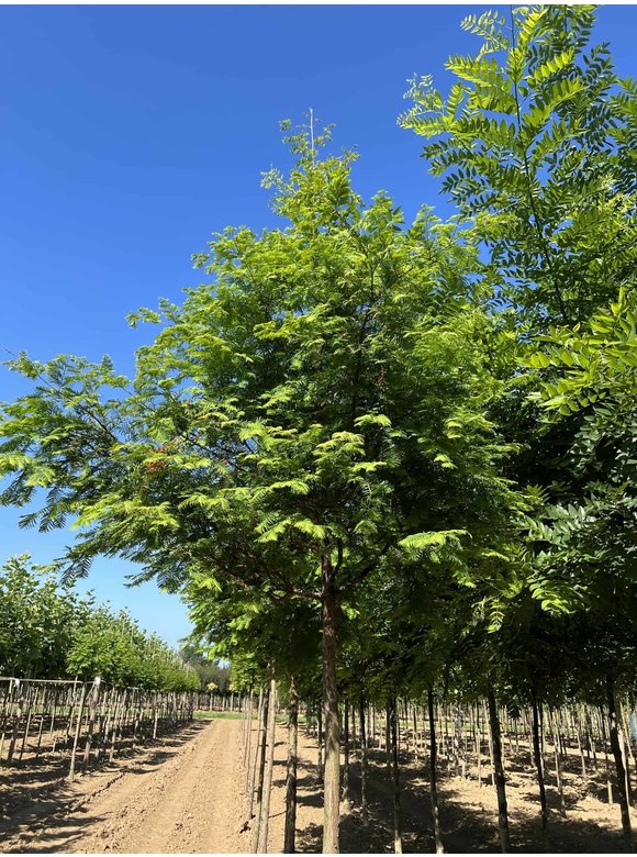Urweltmammutbaum - Chinesisches Rotholz - Wassertanne Hochstamm | Metasequoia glyptostroboides Urweltmammutbaum - Chinesisches Rotholz - Wassertanne Hochstamm | Metasequoia glyptostroboides