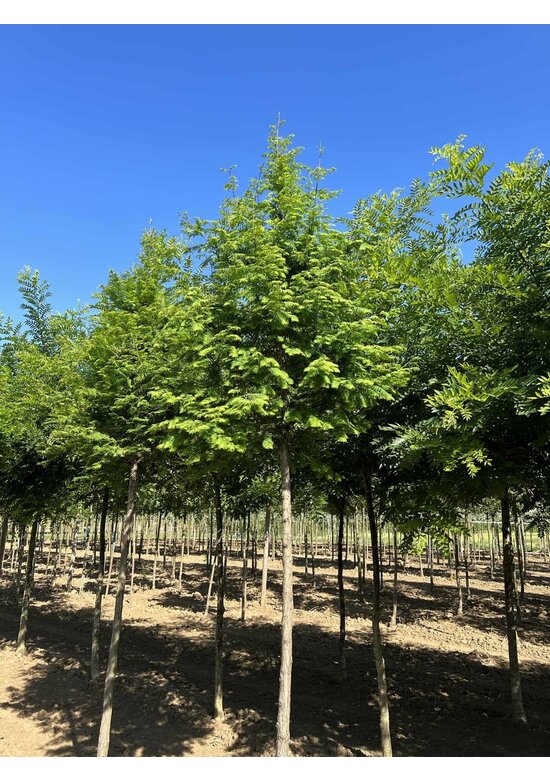 Urweltmammutbaum Hochstamm | Metasequoia glyptostroboides