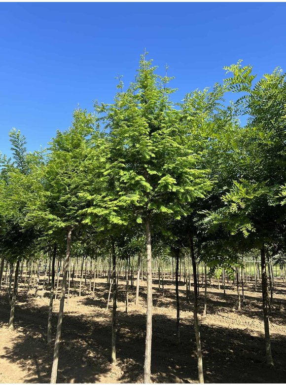 Urweltmammutbaum - Chinesisches Rotholz - Wassertanne Hochstamm | Metasequoia glyptostroboides Urweltmammutbaum - Chinesisches Rotholz - Wassertanne Hochstamm | Metasequoia glyptostroboides