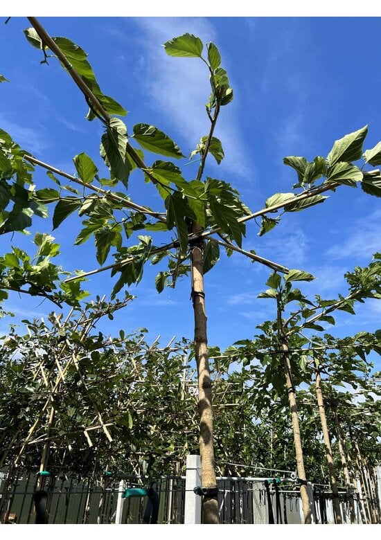 Weißer Maulbeerbaum 'Fruitless' Dachbaum | Morus alba 'Fruitless'