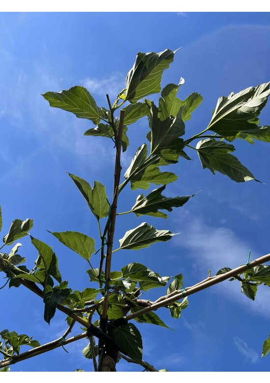 Weißer Maulbeerbaum 'Fruitless' Dachbaum | Morus alba 'Fruitless'