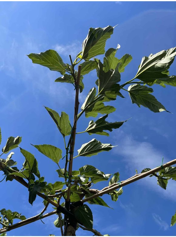 Weißer Maulbeerbaum 'Fruitless' - Dachbaum | Morus alba 'Fruitless' Weißer Maulbeerbaum 'Fruitless' - Dachbaum | Morus alba 'Fruitless'