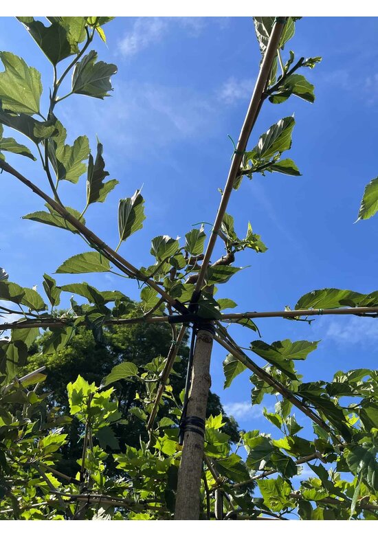 Weißer Maulbeerbaum 'Fruitless' Dachbaum | Morus alba 'Fruitless'