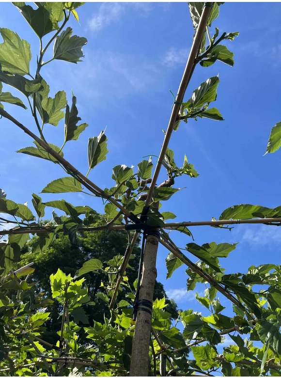 Weißer Maulbeerbaum 'Fruitless' - Dachbaum | Morus alba 'Fruitless' Weißer Maulbeerbaum 'Fruitless' - Dachbaum | Morus alba 'Fruitless'