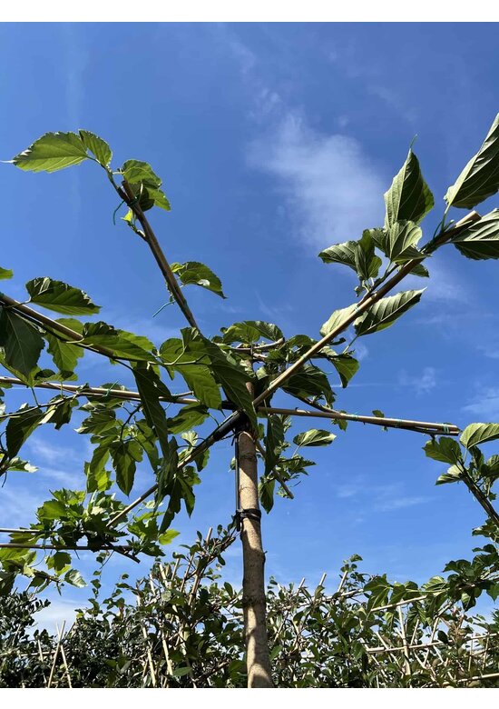 Weißer Maulbeerbaum 'Fruitless' Dachbaum | Morus alba 'Fruitless'