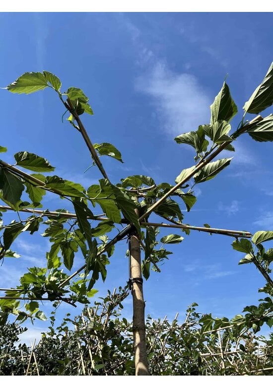 Weißer Maulbeerbaum 'Fruitless' Dachbaum | Morus alba 'Fruitless'