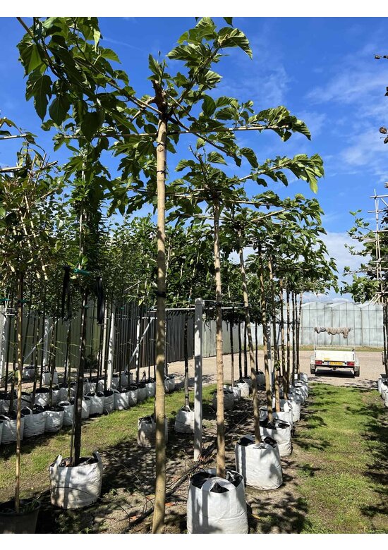 Weißer Maulbeerbaum 'Fruitless' Dachbaum | Morus alba 'Fruitless'