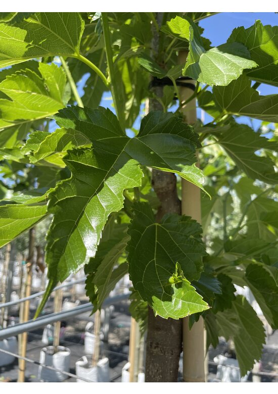Weißer Maulbeerbaum 'Fruitless' Dachbaum | Morus alba 'Fruitless'