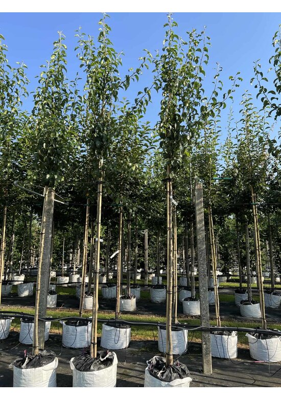Birnenbaum 'Beurré Hardy' | Pyrus communis 'Beurré Hardy' Birnenbaum 'Beurré Hardy' | Pyrus communis 'Beurré Hardy'