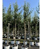 Birnenbaum 'Beurré Hardy' | Pyrus communis 'Beurré Hardy' Birnenbaum 'Beurré Hardy' | Pyrus communis 'Beurré Hardy'
