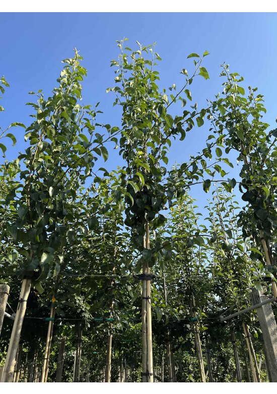 Birnenbaum 'Beurré Hardy' | Pyrus communis 'Beurré Hardy' Birnenbaum 'Beurré Hardy' | Pyrus communis 'Beurré Hardy'
