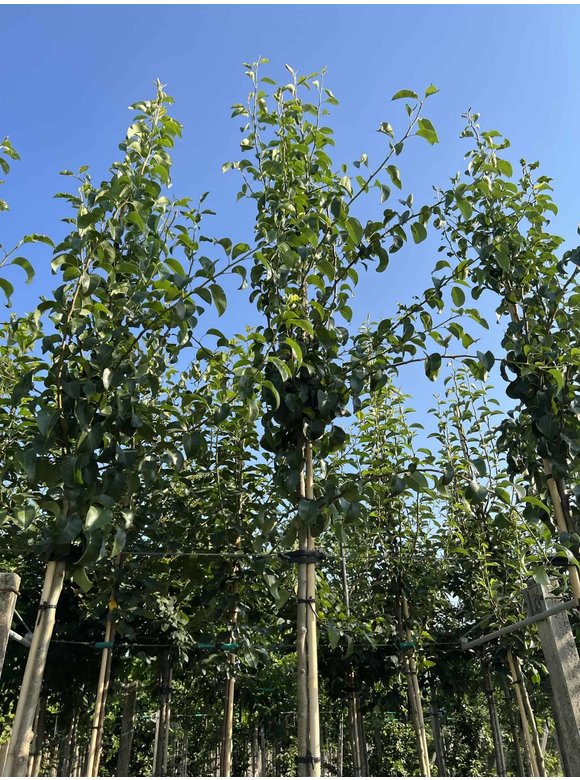 Birnenbaum 'Beurré Hardy' | Pyrus communis 'Beurré Hardy' Birnenbaum 'Beurré Hardy' | Pyrus communis 'Beurré Hardy'