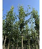 Birnenbaum 'Beurré Hardy' | Pyrus communis 'Beurré Hardy' Birnenbaum 'Beurré Hardy' | Pyrus communis 'Beurré Hardy'