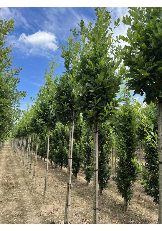 Säuleneiche 'Fastigiata Koster' Hochstamm | Quercus robur 'Fastigiata Koster'
