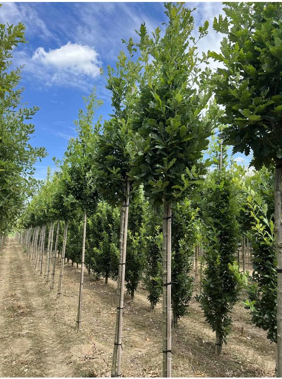 Säuleneiche 'Fastigiata Koster' Hochstamm | Quercus robur 'Fastigiata Koster' Säuleneiche 'Fastigiata Koster' Hochstamm | Quercus robur 'Fastigiata Koster'