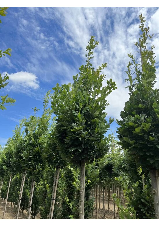 Säuleneiche 'Fastigiata Koster' Hochstamm | Quercus robur 'Fastigiata Koster'