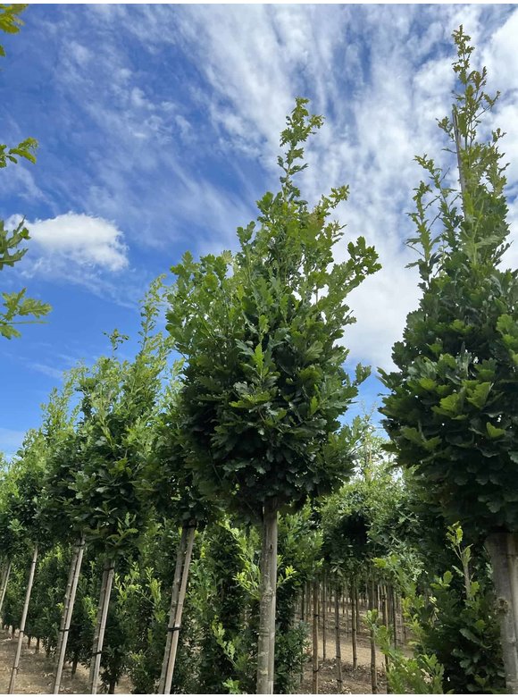 Säuleneiche 'Fastigiata Koster' Hochstamm | Quercus robur 'Fastigiata Koster' Säuleneiche 'Fastigiata Koster' Hochstamm | Quercus robur 'Fastigiata Koster'