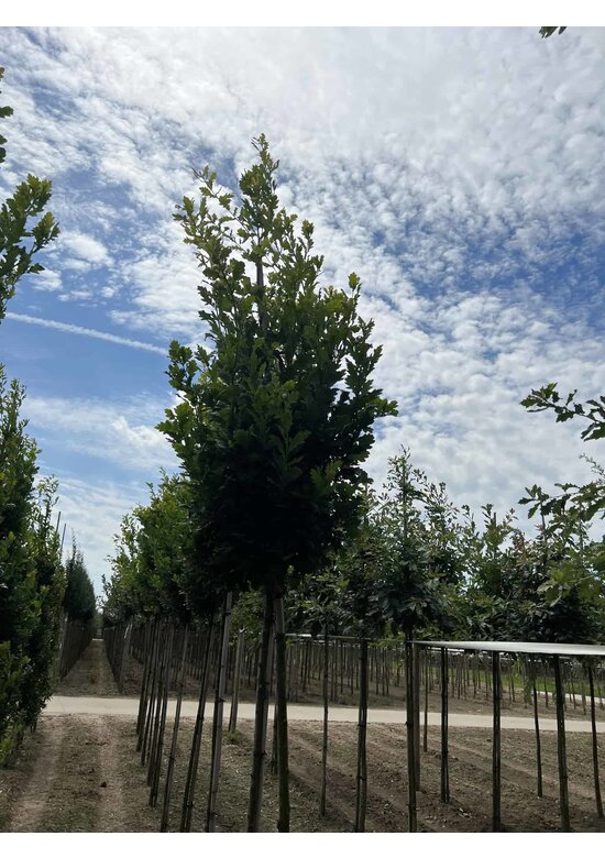 Säuleneiche 'Fastigiata Koster' Hochstamm | Quercus robur 'Fastigiata Koster'