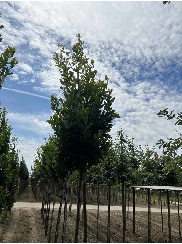 Säuleneiche 'Fastigiata Koster' Hochstamm | Quercus robur 'Fastigiata Koster' Säuleneiche 'Fastigiata Koster' Hochstamm | Quercus robur 'Fastigiata Koster'