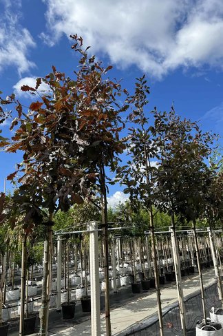 Stieleiche 'Timuki' | Quercus robur 'Timuki' Stieleiche 'Timuki' | Quercus robur 'Timuki'