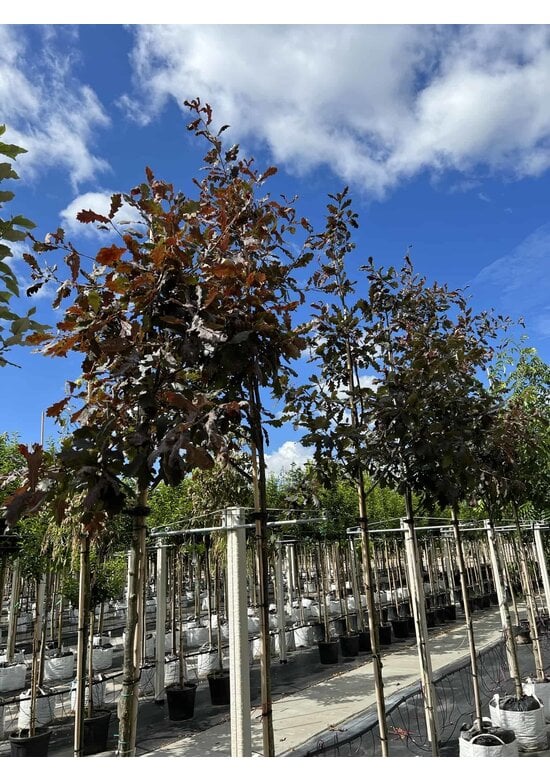 Stieleiche 'Timuki' | Quercus robur 'Timuki'