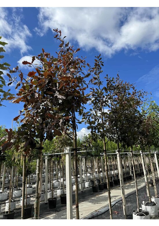 Stieleiche 'Timuki' | Quercus robur 'Timuki'