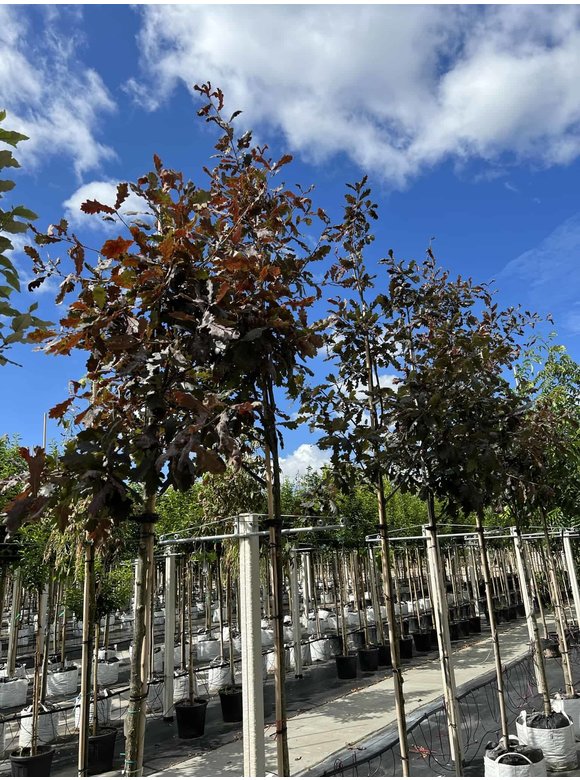Stieleiche 'Timuki' | Quercus robur 'Timuki' Stieleiche 'Timuki' | Quercus robur 'Timuki'