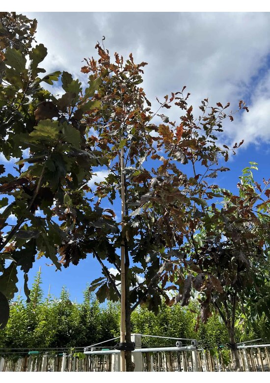 Stieleiche 'Timuki' | Quercus robur 'Timuki'