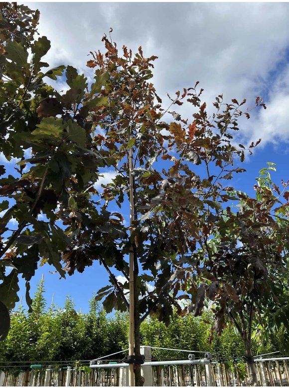 Stieleiche 'Timuki' | Quercus robur 'Timuki' Stieleiche 'Timuki' | Quercus robur 'Timuki'