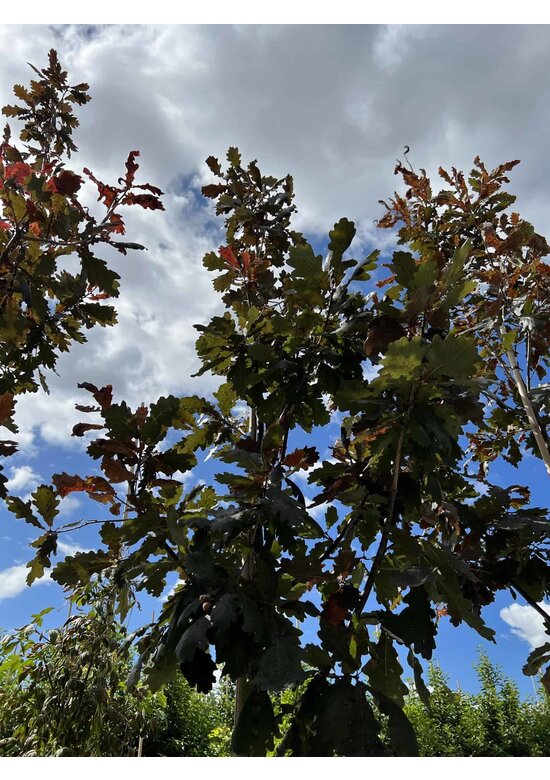 Stieleiche 'Timuki' | Quercus robur 'Timuki'