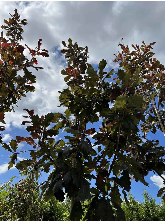 Stieleiche 'Timuki' | Quercus robur 'Timuki' Stieleiche 'Timuki' | Quercus robur 'Timuki'