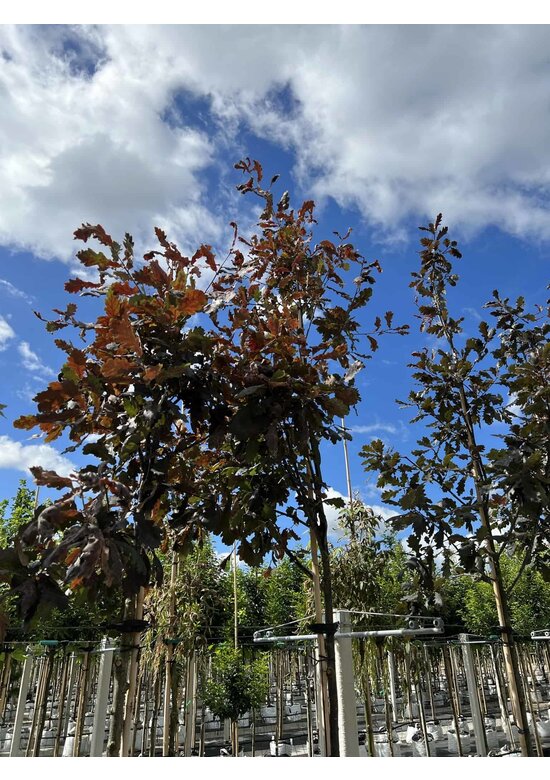 Stieleiche 'Timuki' | Quercus robur 'Timuki'
