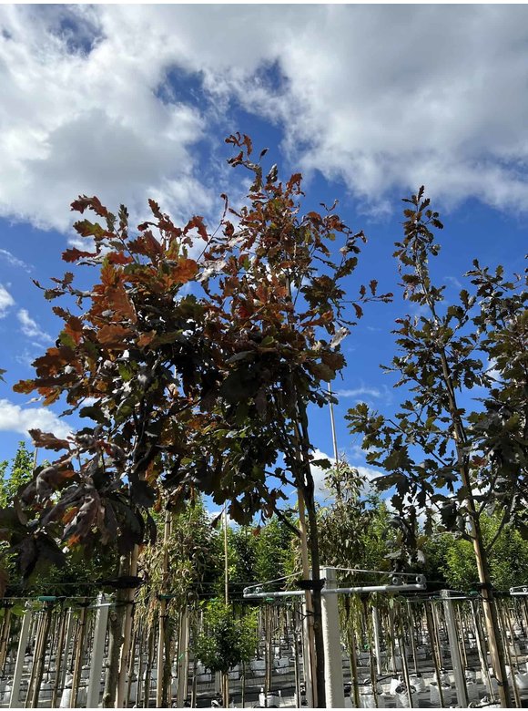 Stieleiche 'Timuki' | Quercus robur 'Timuki' Stieleiche 'Timuki' | Quercus robur 'Timuki'