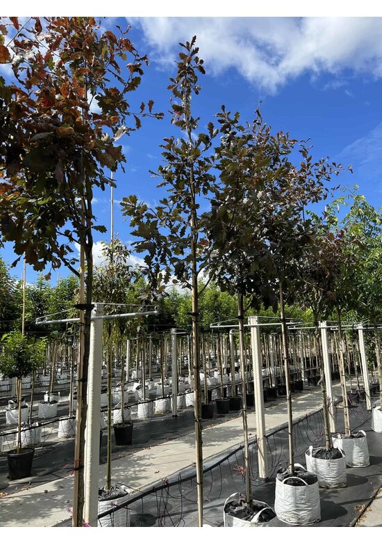 Stieleiche 'Timuki' | Quercus robur 'Timuki'