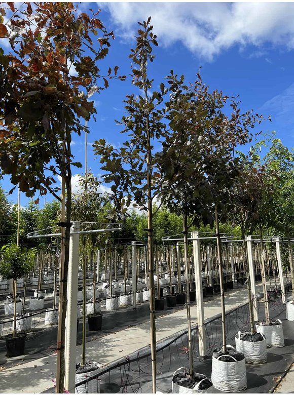 Stieleiche 'Timuki' | Quercus robur 'Timuki' Stieleiche 'Timuki' | Quercus robur 'Timuki'