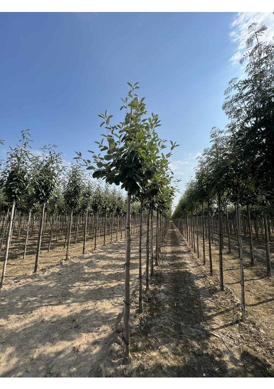 Echte Mehlbeere | Sorbus aria