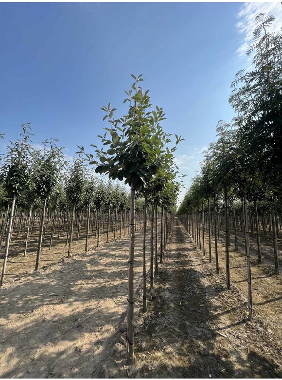 Echte Mehlbeere | Sorbus aria Echte Mehlbeere | Sorbus aria