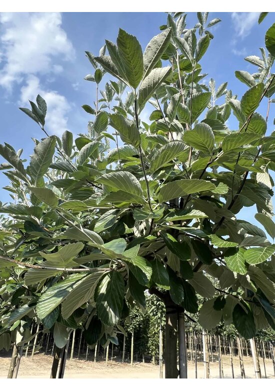 Echte Mehlbeere | Sorbus aria