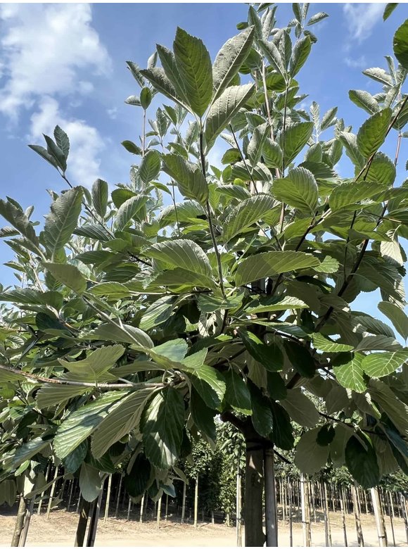 Echte Mehlbeere | Sorbus aria Echte Mehlbeere | Sorbus aria