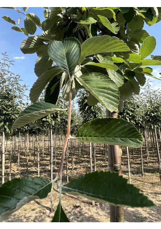 Echte Mehlbeere | Sorbus aria