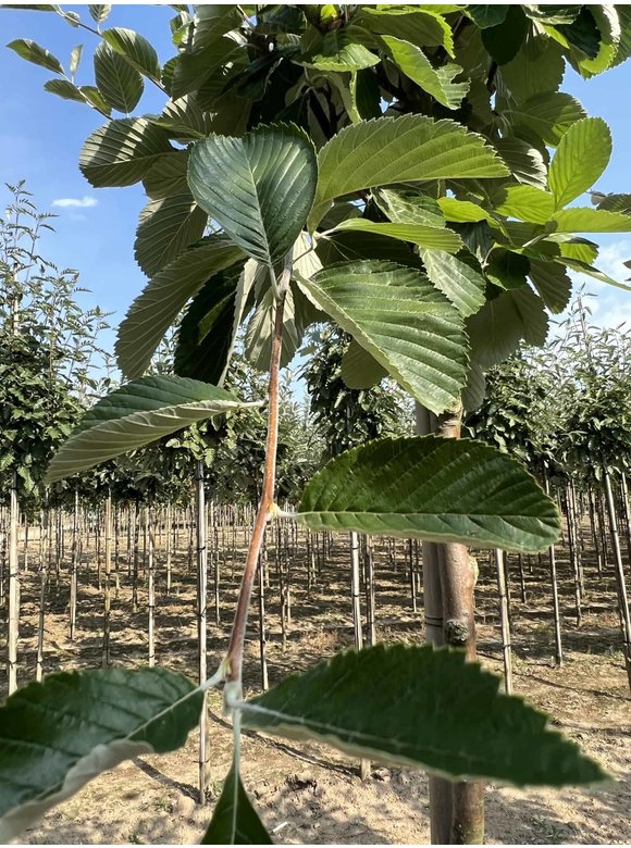 Echte Mehlbeere | Sorbus aria Echte Mehlbeere | Sorbus aria