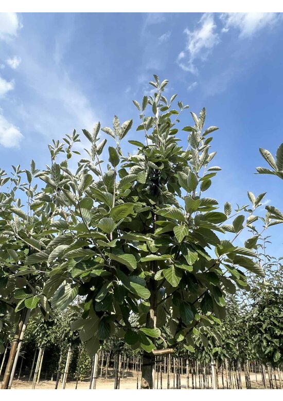 Echte Mehlbeere | Sorbus aria