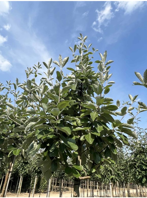 Echte Mehlbeere | Sorbus aria Echte Mehlbeere | Sorbus aria