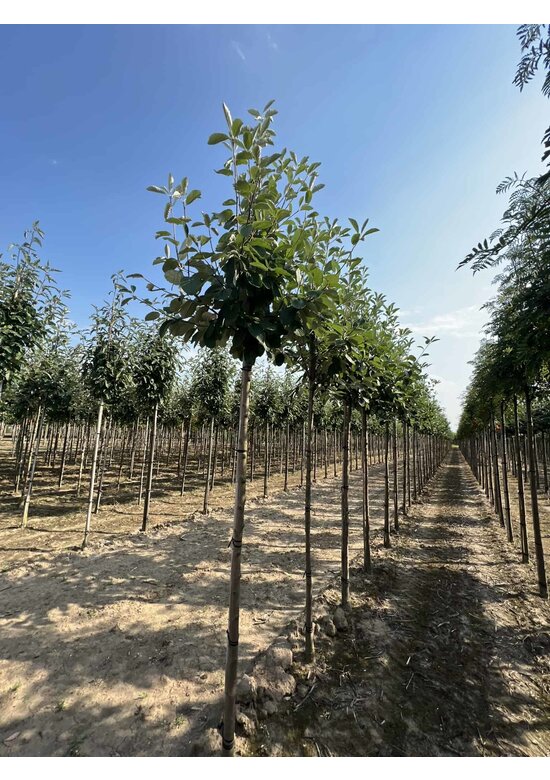 Echte Mehlbeere | Sorbus aria