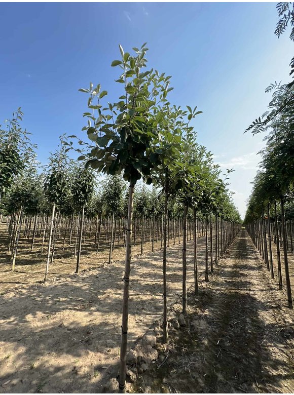 Echte Mehlbeere | Sorbus aria Echte Mehlbeere | Sorbus aria